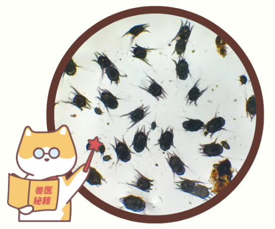 狗狗耳螨