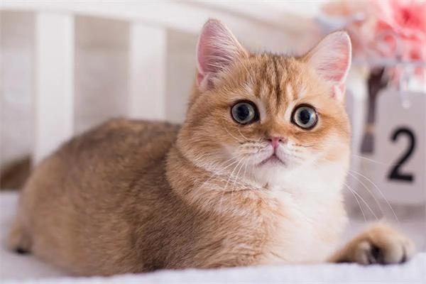 猫下巴长脓包是怎么回事？