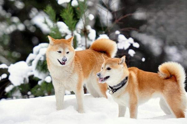 犬疱疹病毒感染能治好吗