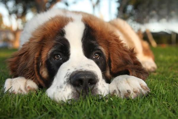狗支气管炎的症状能治好吗，狗支气管痉挛怎么办？能不能治愈？
