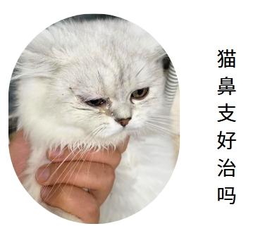 猫鼻支问题，轻松解决有妙招！