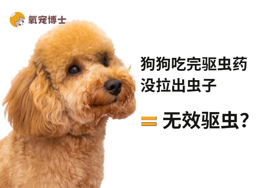狗狗吃了驱虫药没拉出来虫