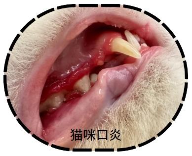 甲硝唑片能治疗猫咪口炎吗？