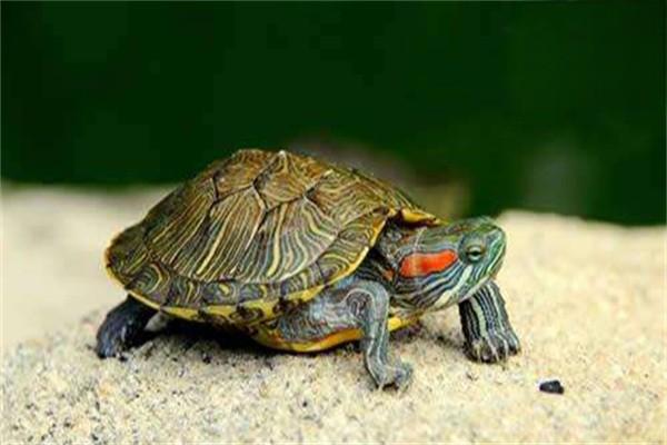 如何判断龟的浮水缘由？