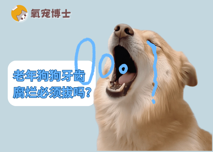 老年狗狗牙齿腐烂必须拔吗？