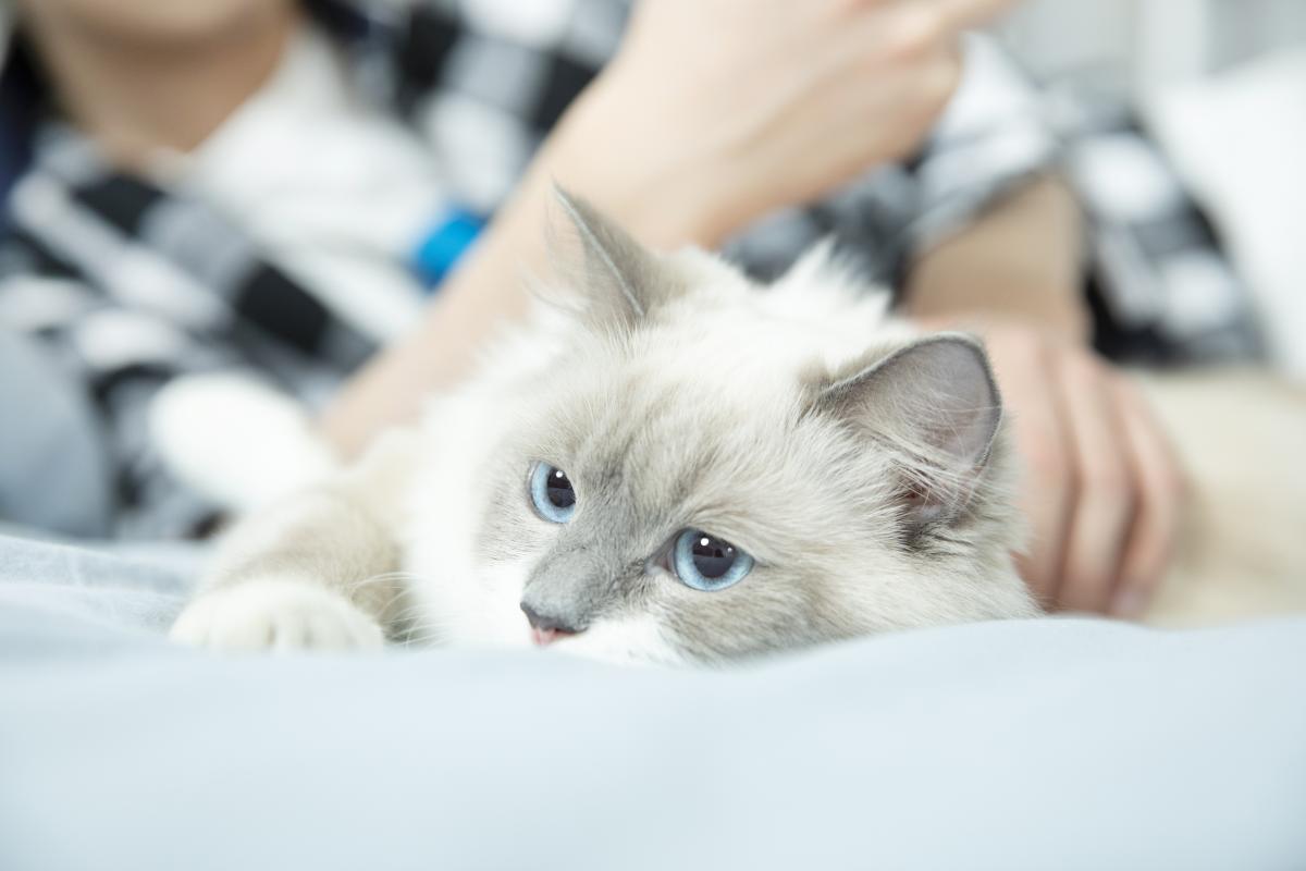 别让你的猫饿出脂肪肝！猫不吃东西超24小时，这件事必须做