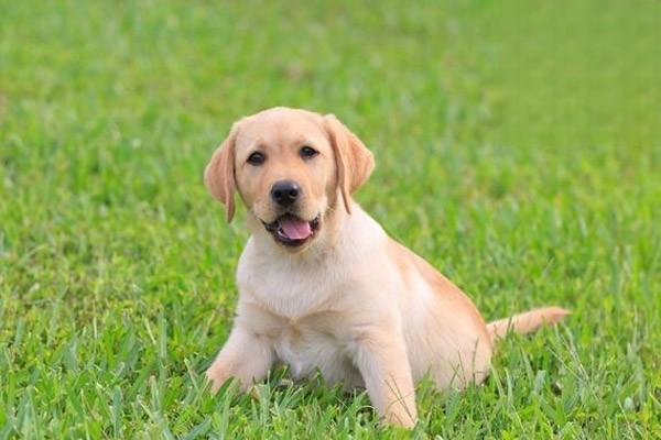 什麼是偽狂犬病