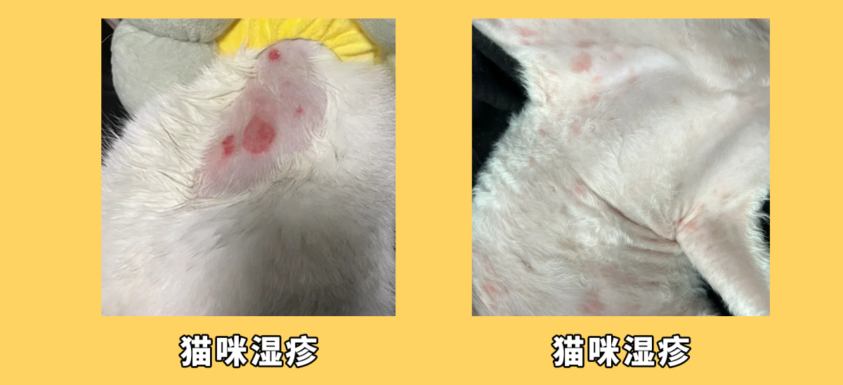 猫咪湿疹