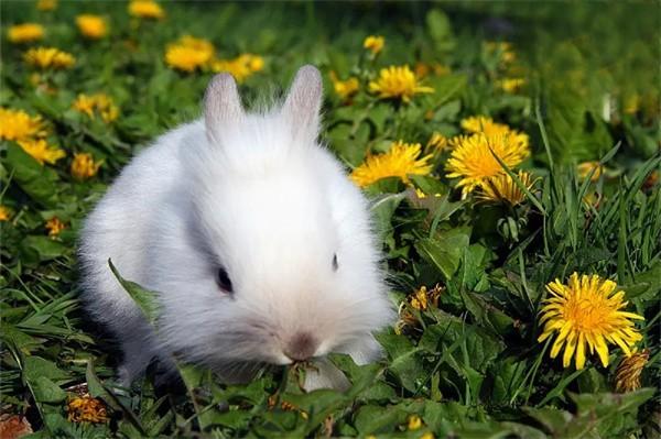 兔子长癣的原因及治疗方法