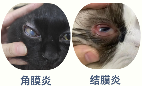 猫咪一只眼睛经常流泪