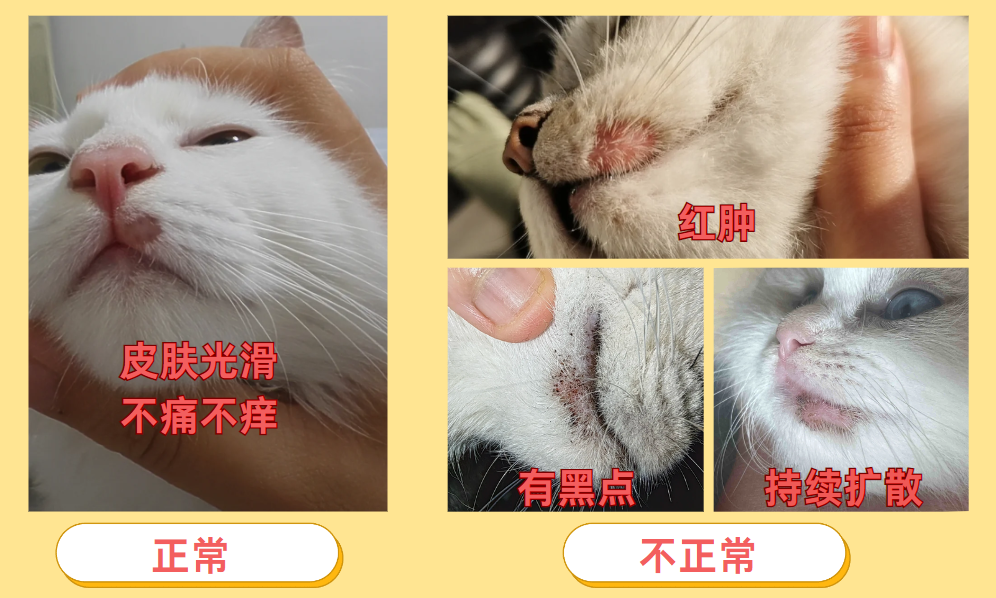 猫咪嘴边掉了一块毛