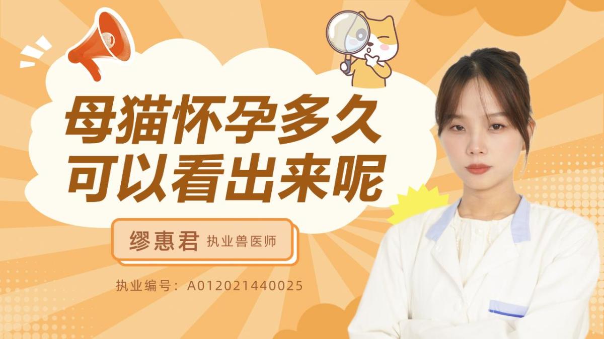 母猫怀孕多久可以看出来呢？