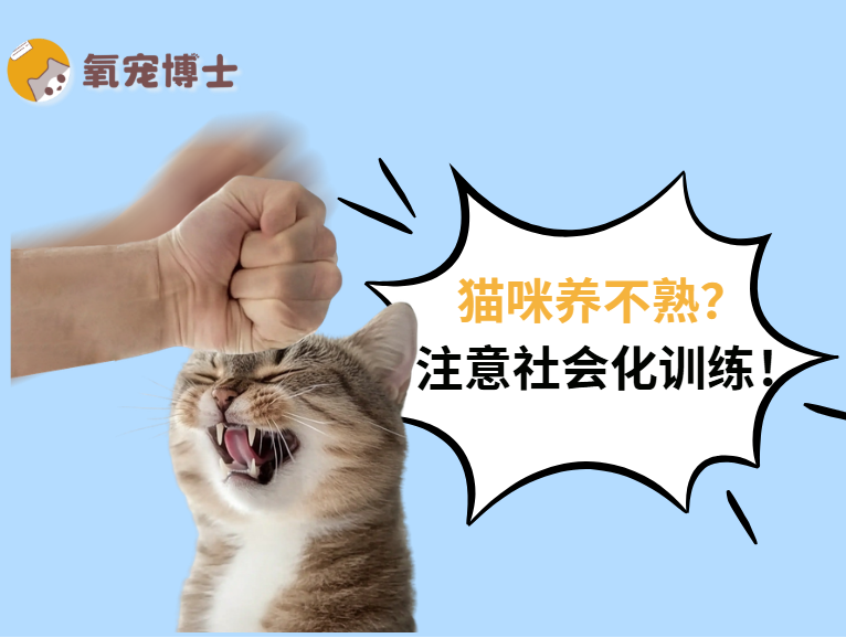 幼猫社会化训练全攻略，让喵成为“别人家的孩子”
