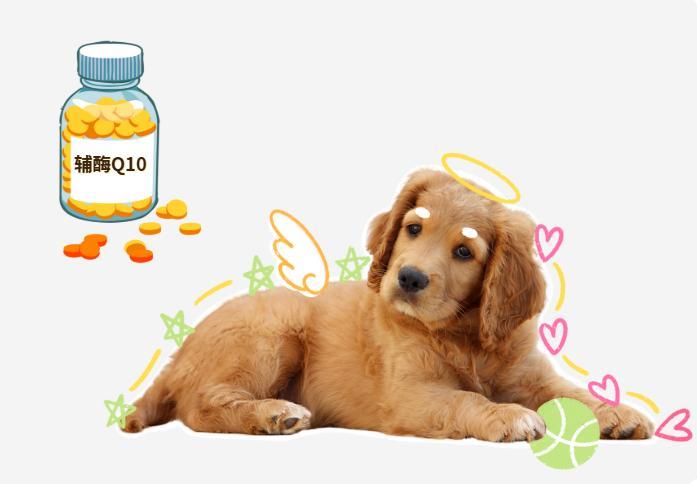 狗狗辅酶Q10哪个品牌更靠谱？