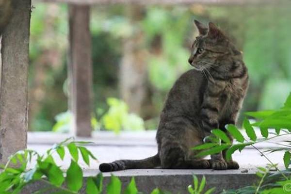 猫咪尾巴摆动解析