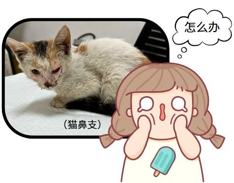 治疗猫鼻支用什么眼药水效果好？