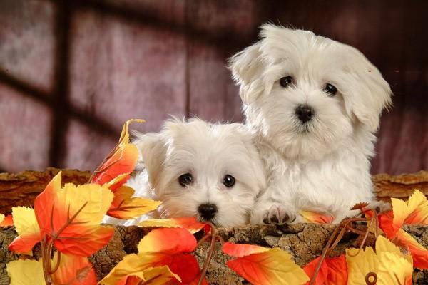 哈多利系博美犬多少钱一只