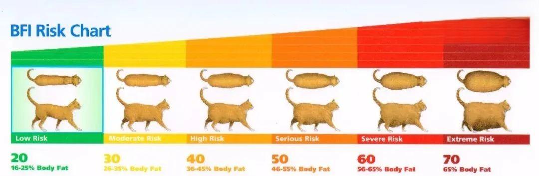 体重多少斤的猫会得肥胖症