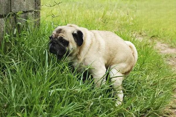 什么是犬猫处方粮？