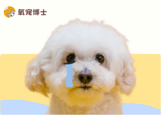 狗狗总流眼泪