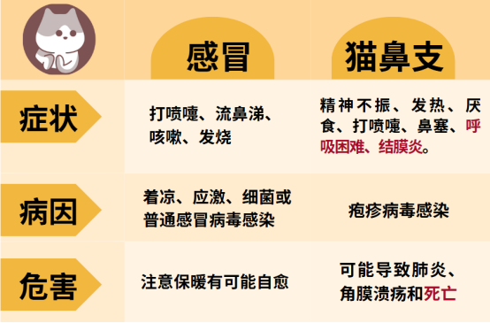 猫感冒和猫鼻支的区别