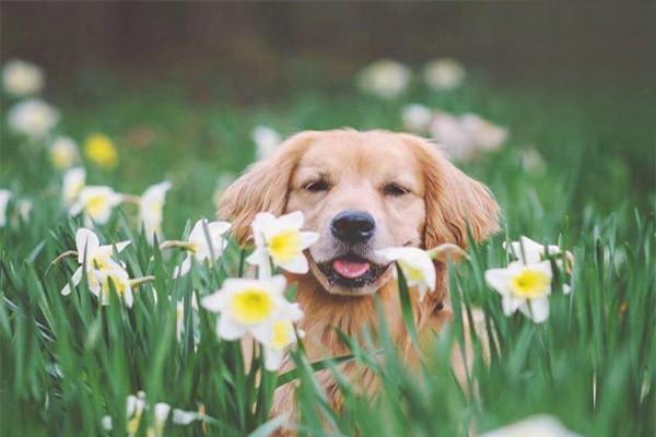 狗狗需要刷牙吗