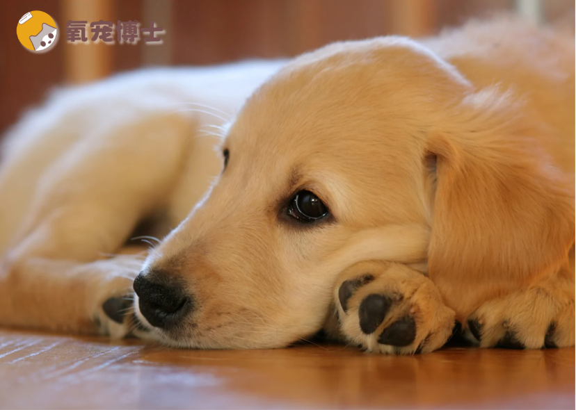 狗狗刚到新家很安静正常吗？