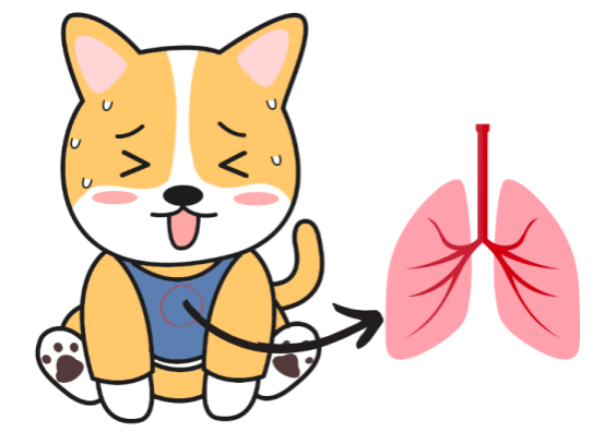 狗狗不停喘氣呼吸急促怎么回事？