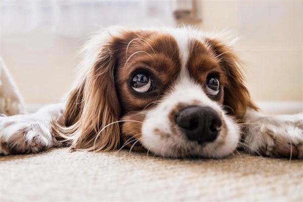 狗狗換主人會難過嗎？要多久才能適應？