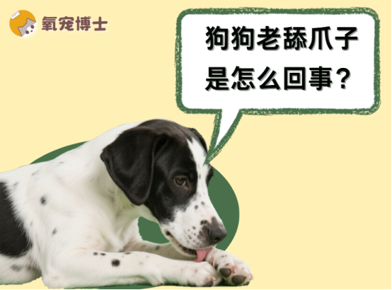 狗狗老舔爪子是怎麼回事？3分鍾看懂背後真相