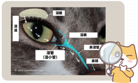 猫咪眼睛有粘液分泌物