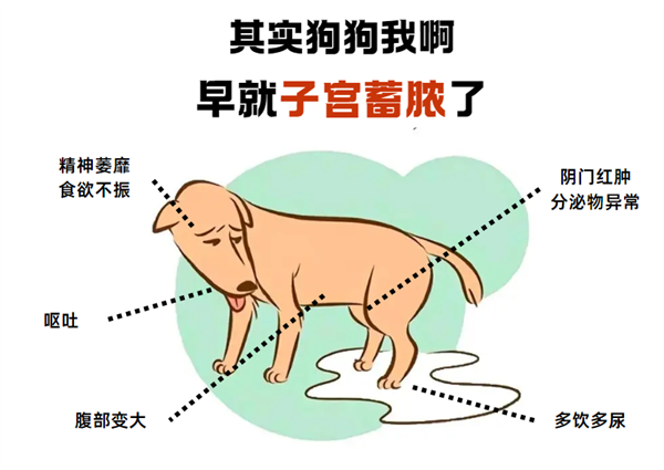 5个信号提示你的狗狗可能有子宫炎症！