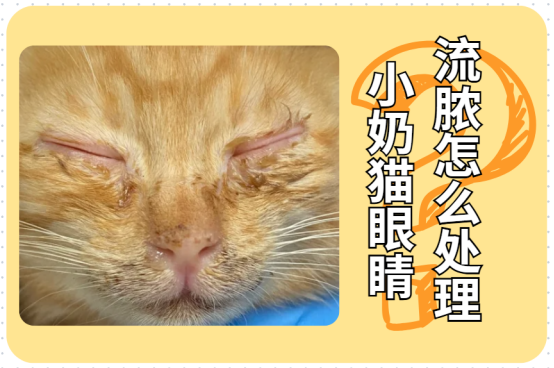 小奶貓眼睛流膿怎麼處理？