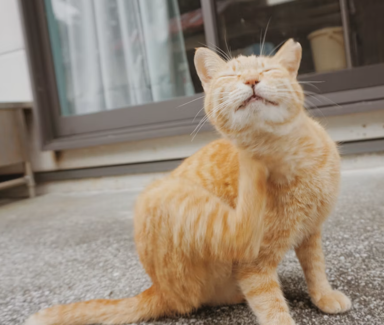 猫癣真菌皮炎用什么皮肤喷剂？深层杀菌，杜绝反复，还得是它！