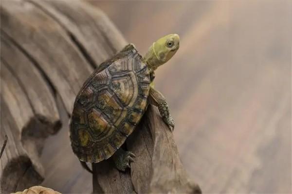 人工繁殖猪鼻龟的难度大的原因