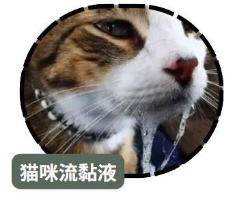 猫咪嘴角的“神秘液体”：背后隐藏的真相