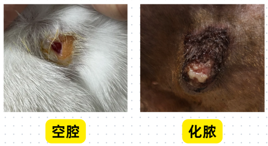 猫受伤了伤口用什么药？