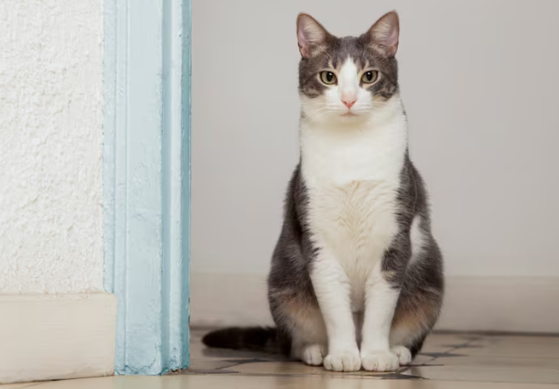 宠物辅酶Q10选什么牌子好？