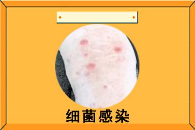 狗狗皮膚出現紅點？別慌！這些藥物幫你輕鬆應對