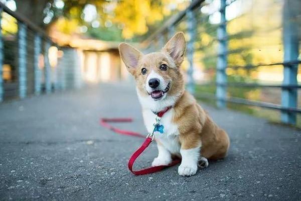 猫咪狗狗得了犬猫坐骨神经损伤怎么办，出现无屈曲反应、脚背破溃、跗关节无法屈曲或伸展等症状