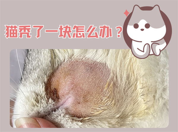 猫咪有一块毛秃了不是猫癣