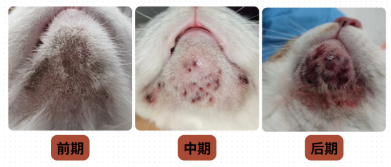 小貓黑下巴症狀