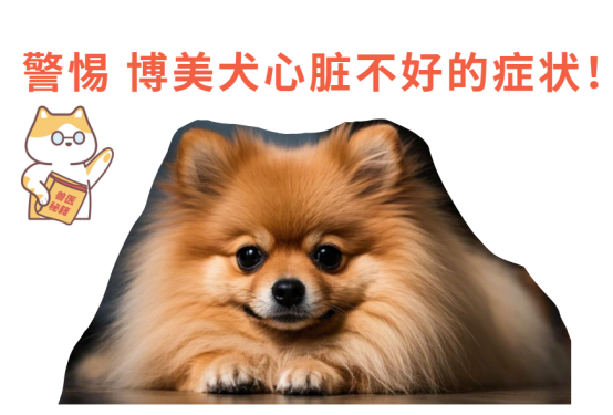 博美犬心脏不好的症状