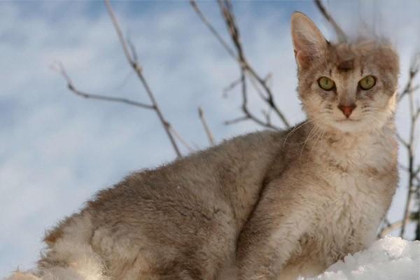 猫呼吸道感染的症状能治好吗，环境差的猫舍为什么容易出现猫上呼吸道感染？