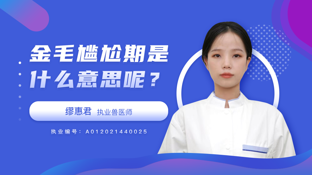 金毛尴尬期是什么意思？