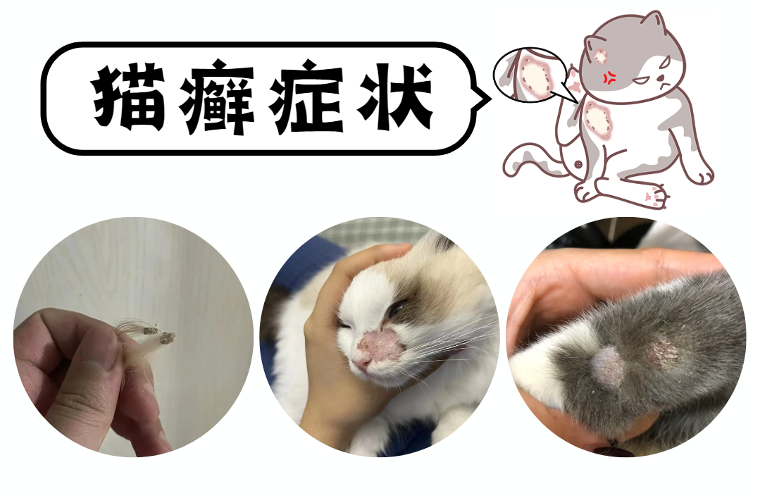 猫癣的症状图片