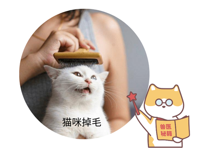 铲屎官必知：防止猫咪掉毛最有效的 N 种实用方法