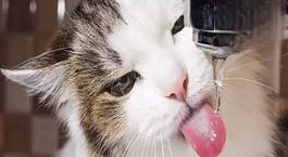 猫咪每天大概要喝多少水