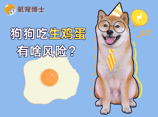 狗狗可以吃生鸡蛋吗？别再盲目跟风了