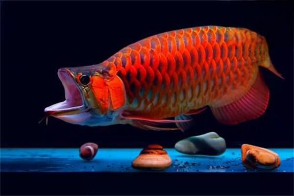 預防龍魚受驚！新手養魚須知